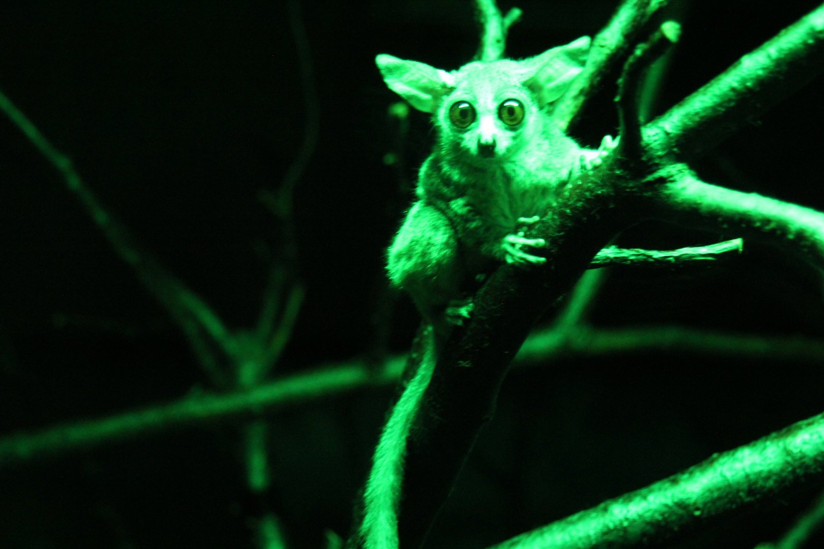 Senegal bushbaby (Galago senegalensis)