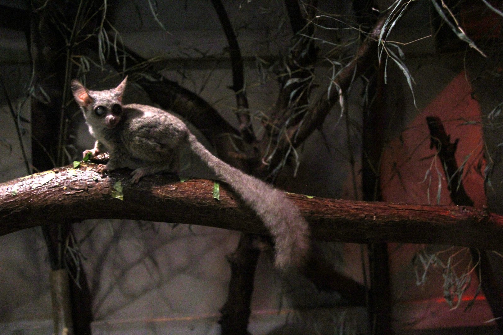 Senegal bushbaby (Galago senegalensis)