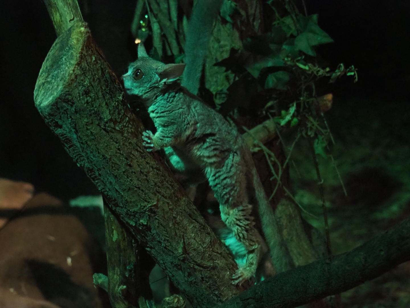 Senegal bushbaby (Galago senegalensis)