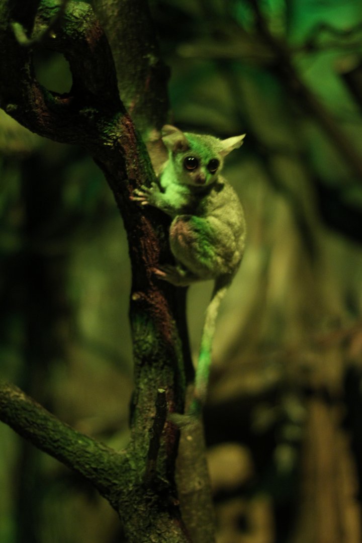 Senegal bushbaby (Galago senegalensis)