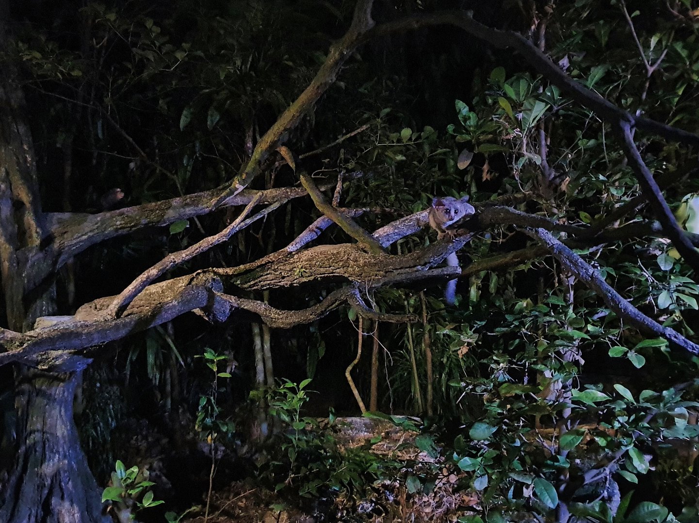 Senegal Bushbaby (Galago senegalensis)