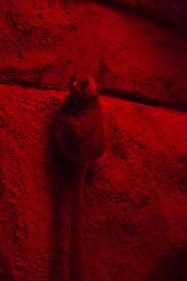 Senegal Bushbaby/ Galago senegalensis