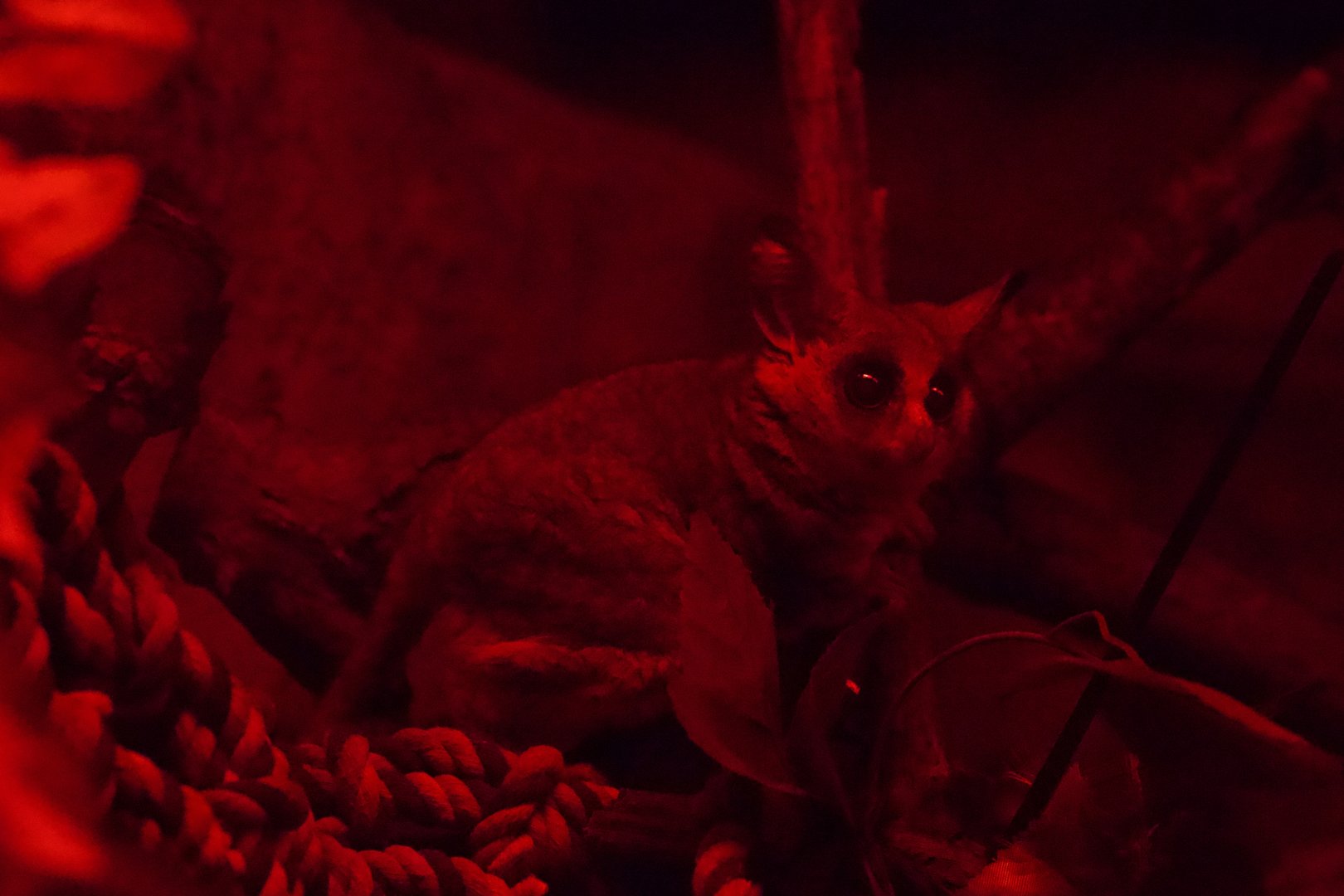 Senegal Bushbaby/ Galago senegalensis