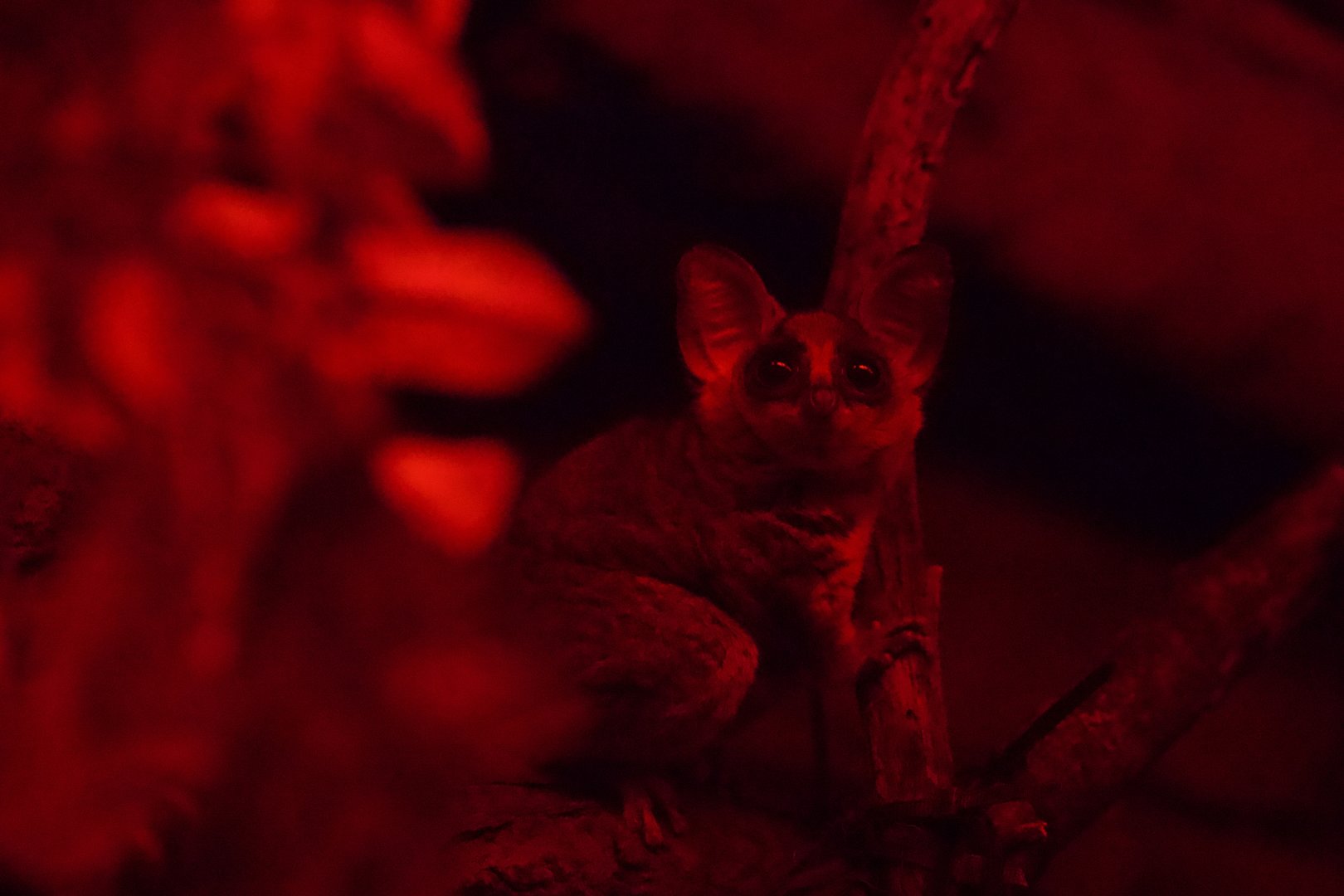 Senegal Bushbaby/ Galago senegalensis