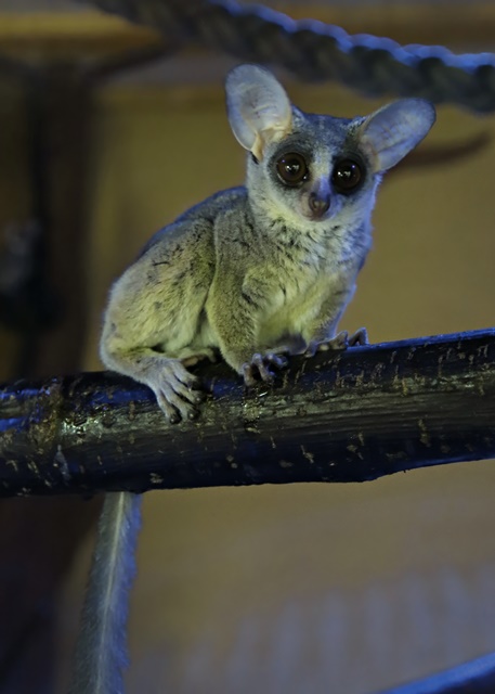 Senegal bushbaby (Galago senegalensis)