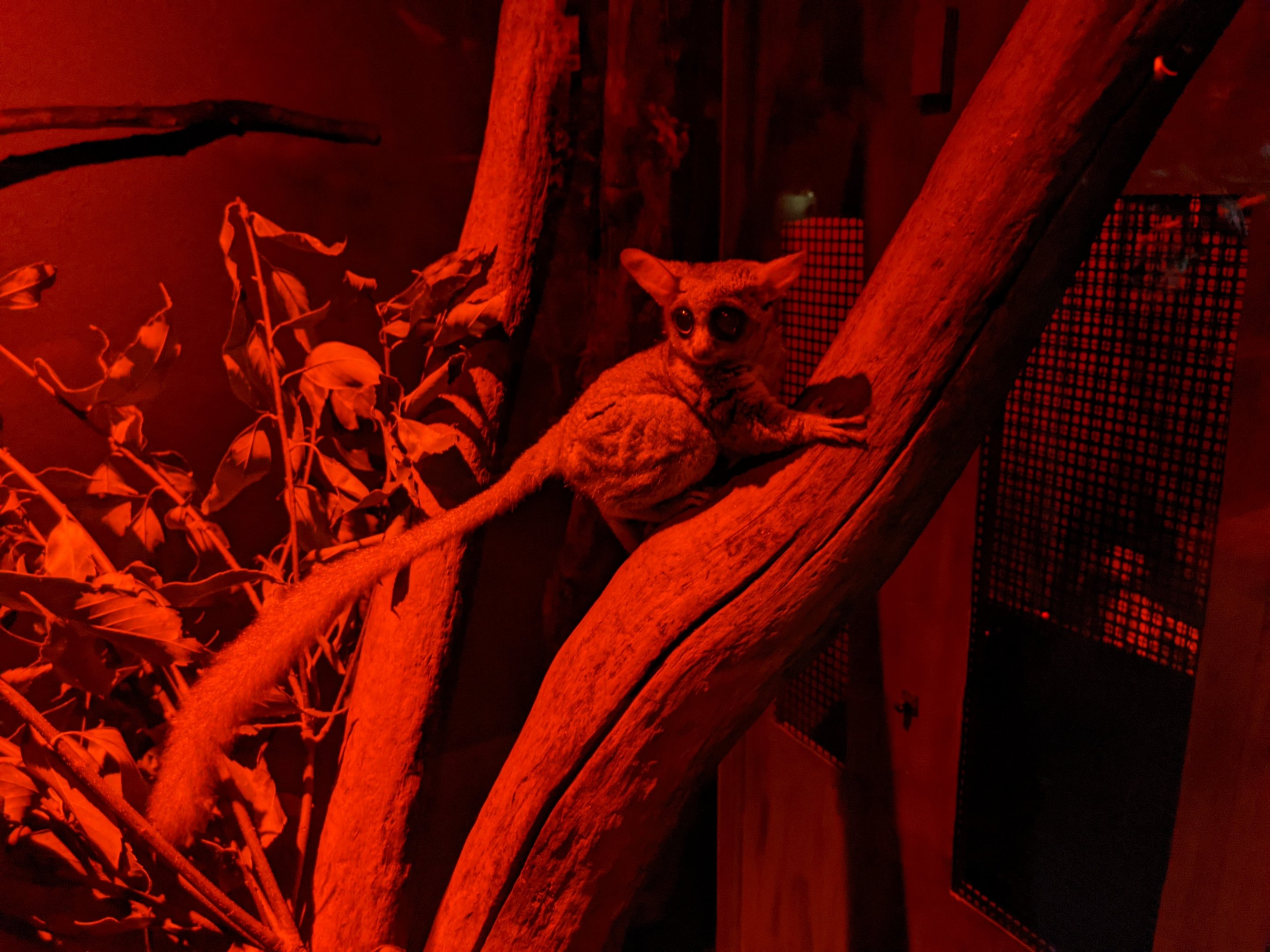 Senegal Bushbaby (Galago senegalensis)