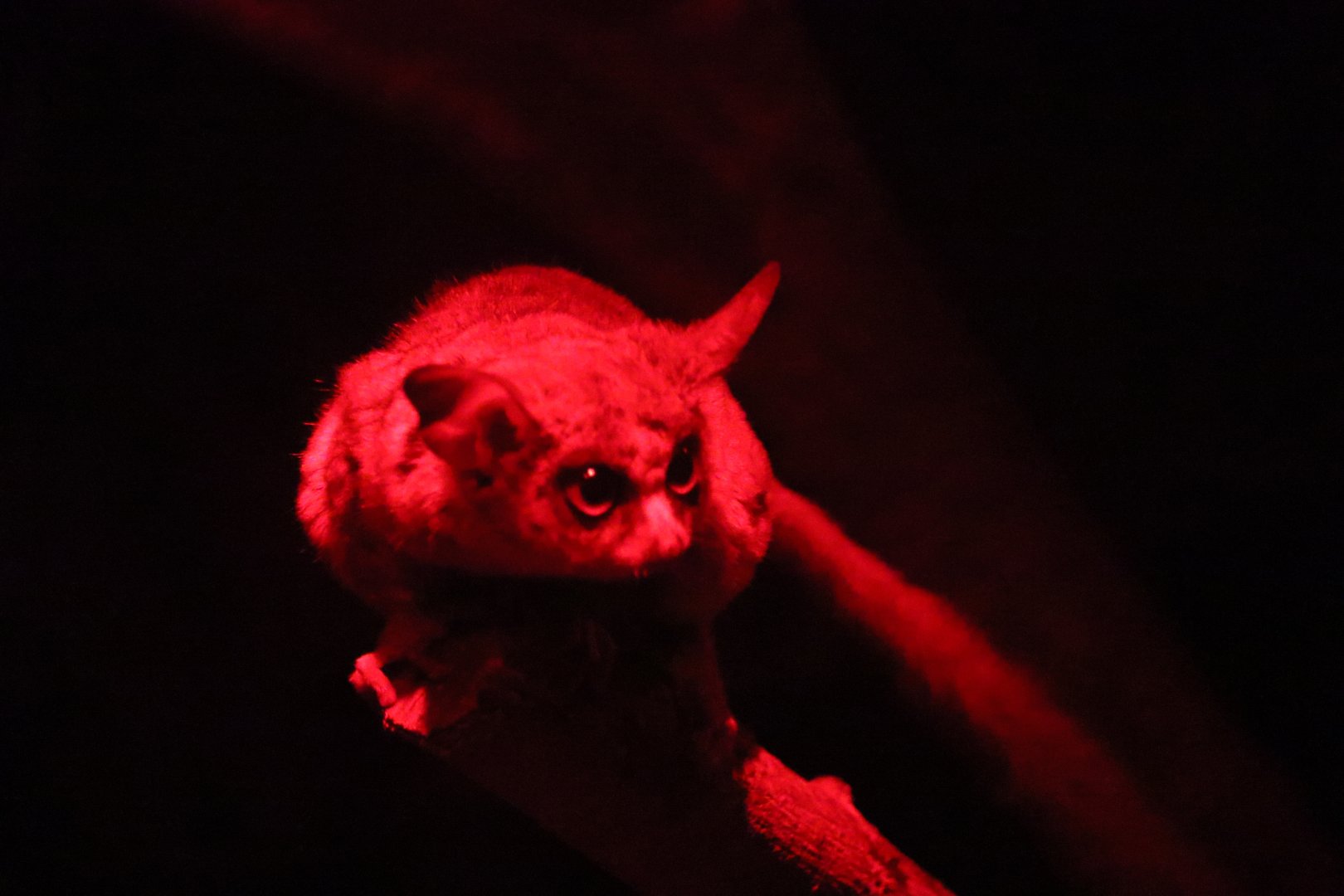 Senegal Bushbaby (Galago senegalensis)