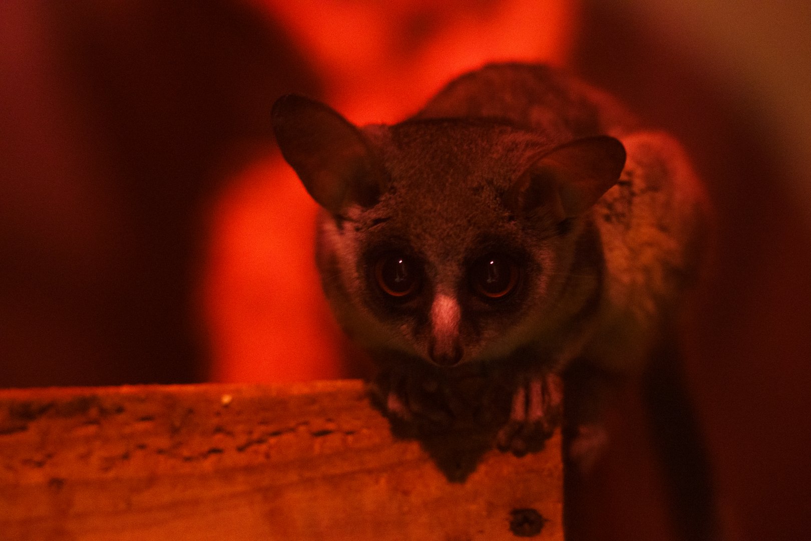 Senegal Bushbaby - Izu Shaboten Zoo