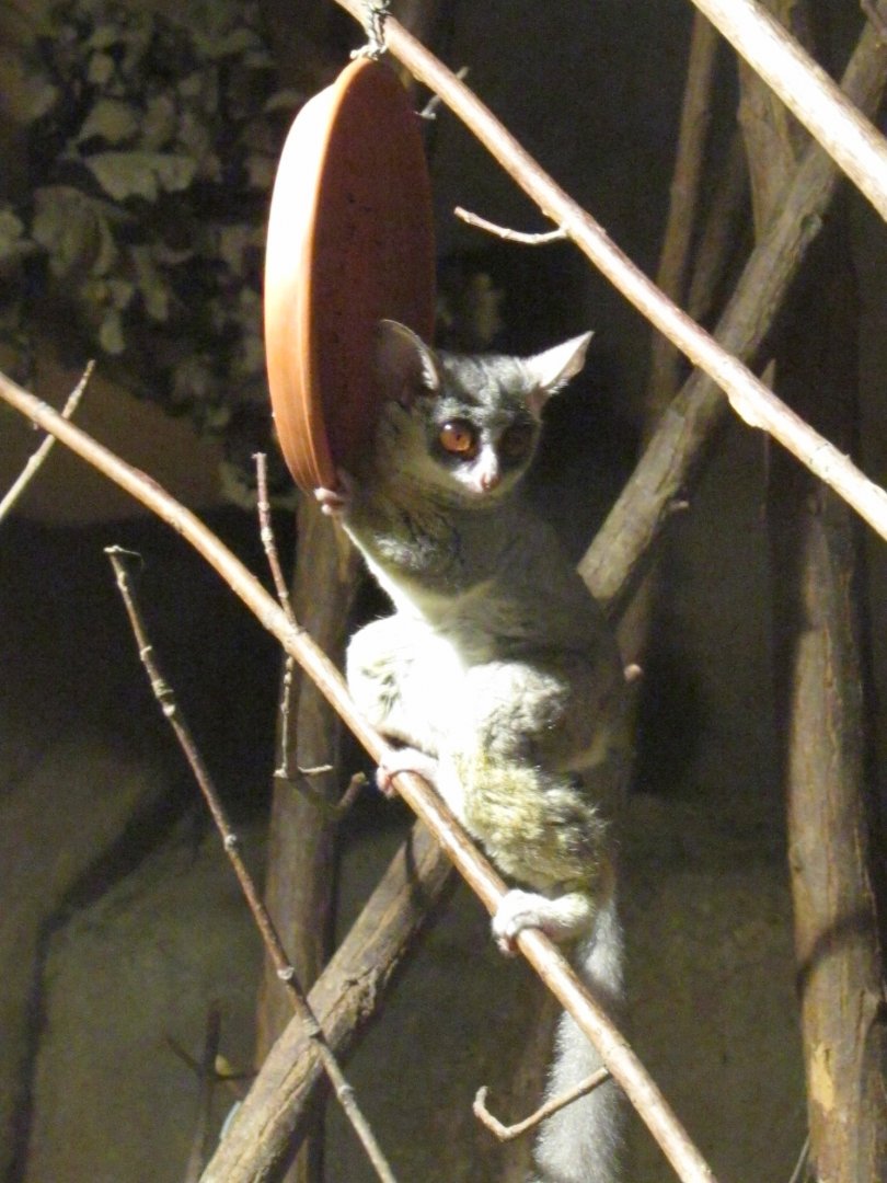 Senegal Bushbaby - July/2017