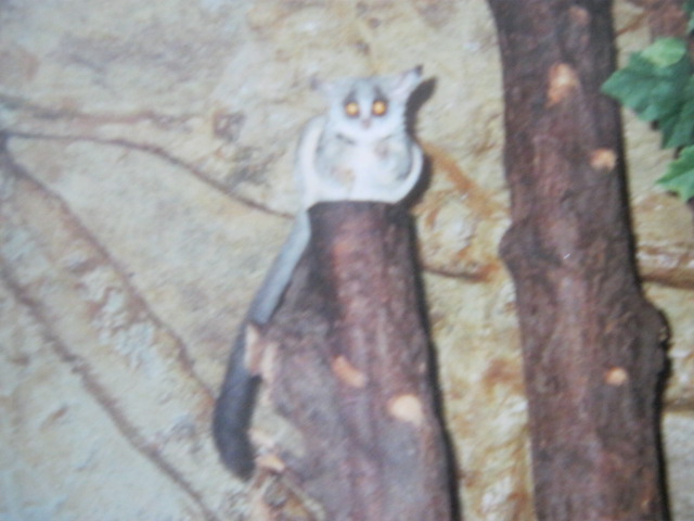 Senegal Bushbaby or Galago in the Clore.