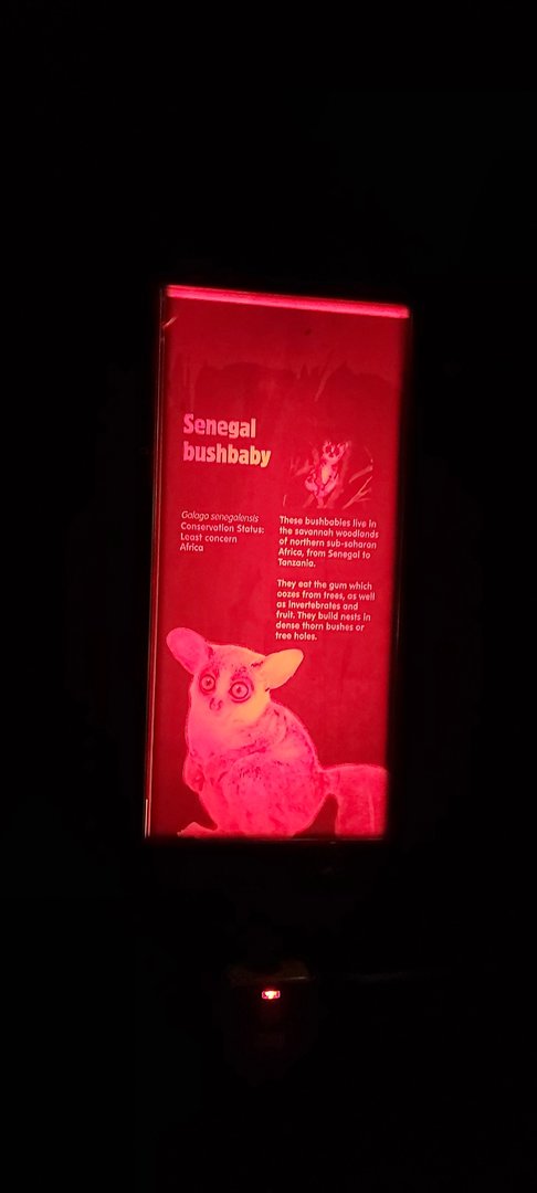 Senegal Bushbaby Signage