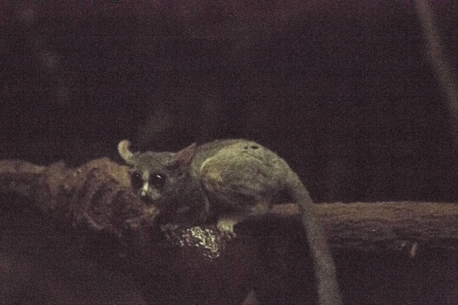 Senegal bushbaby