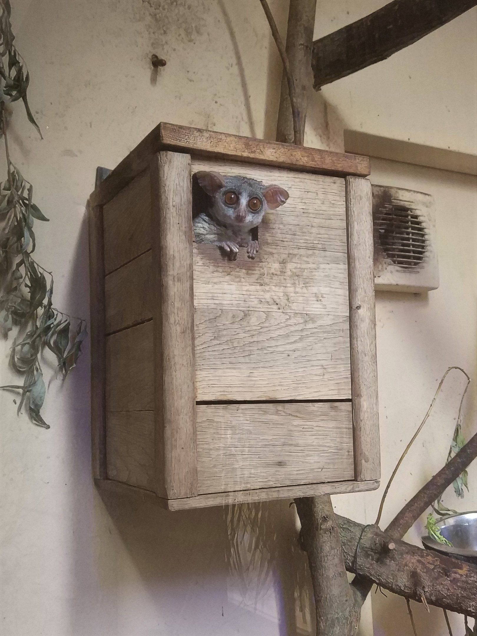 Senegal Bushbaby