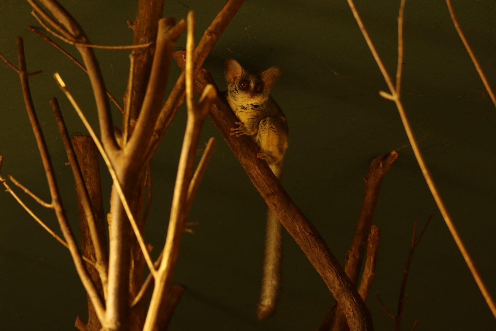 Senegal Bushbaby