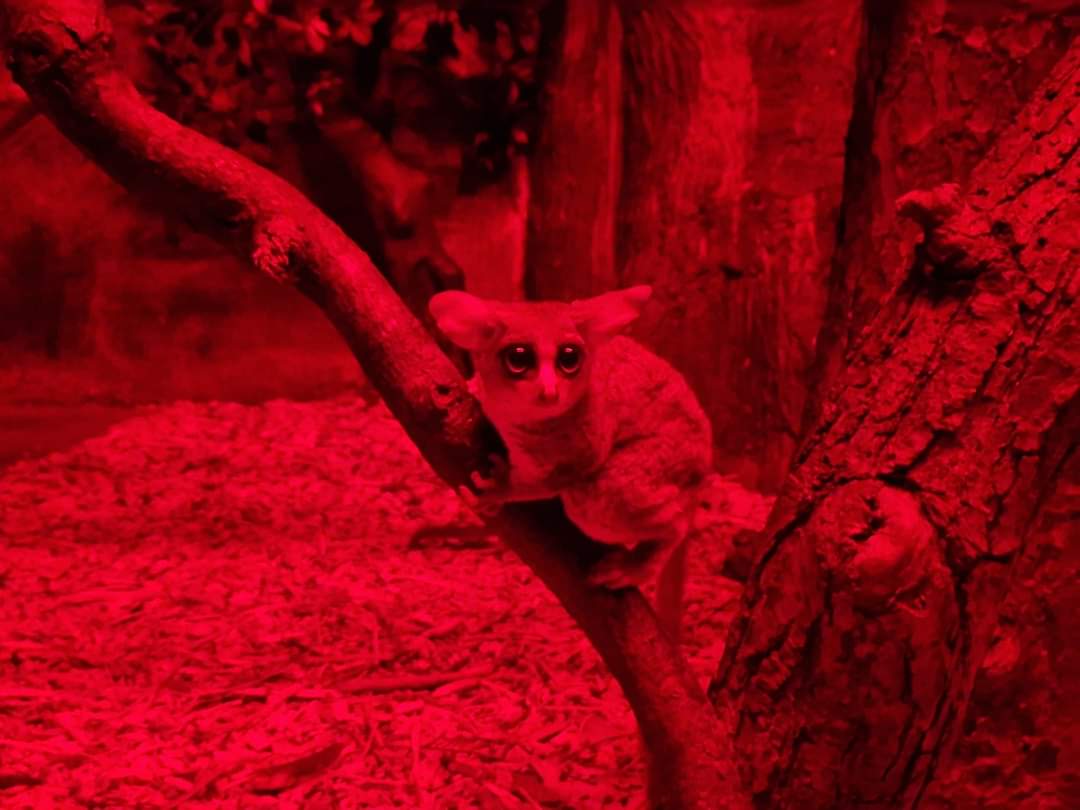 Senegal Bushbaby
