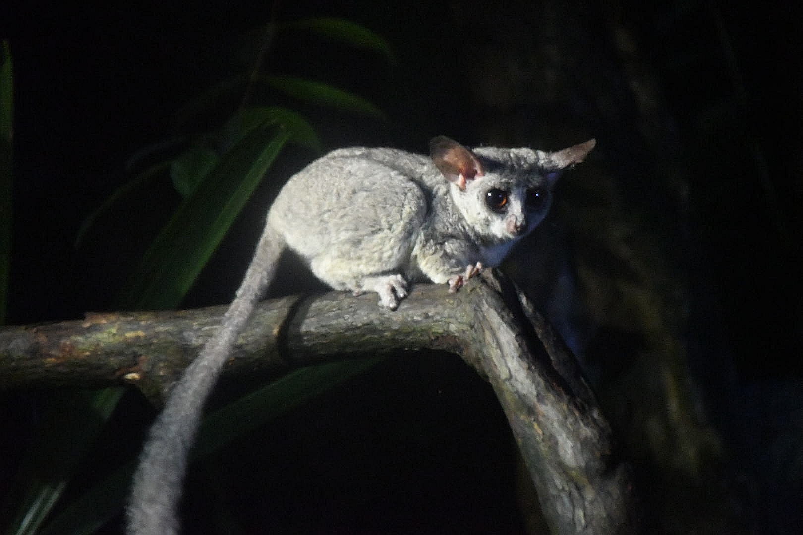 Senegal Bushbaby