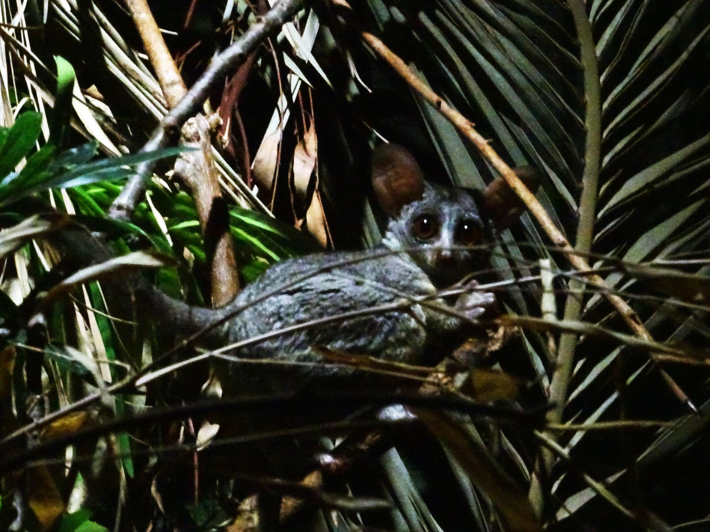 Senegal bushbaby