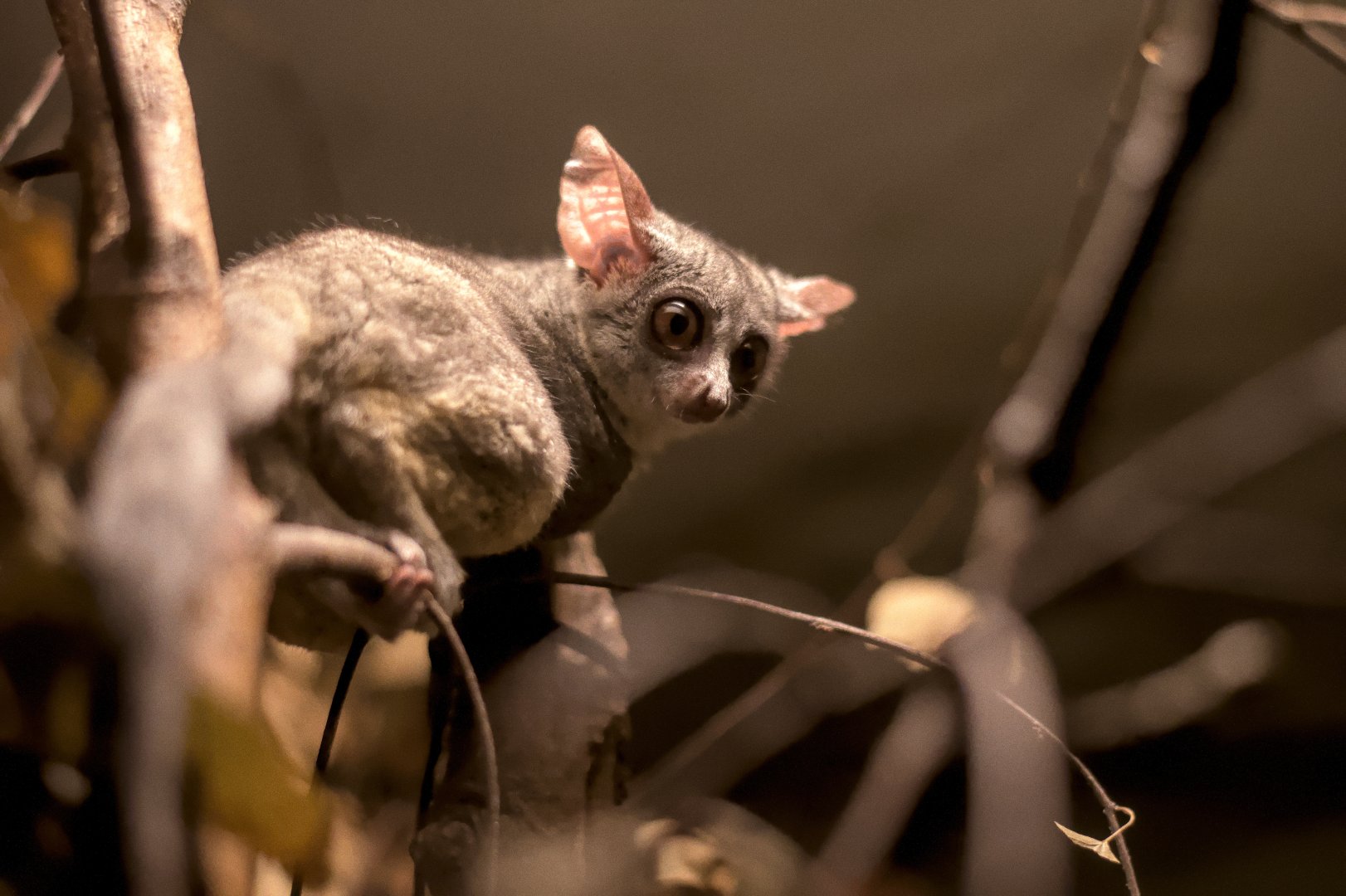 Senegal bushbaby