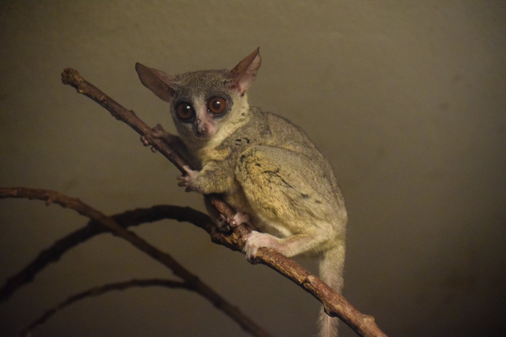 Senegal bushbaby