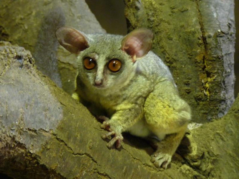 Senegal Bushbaby