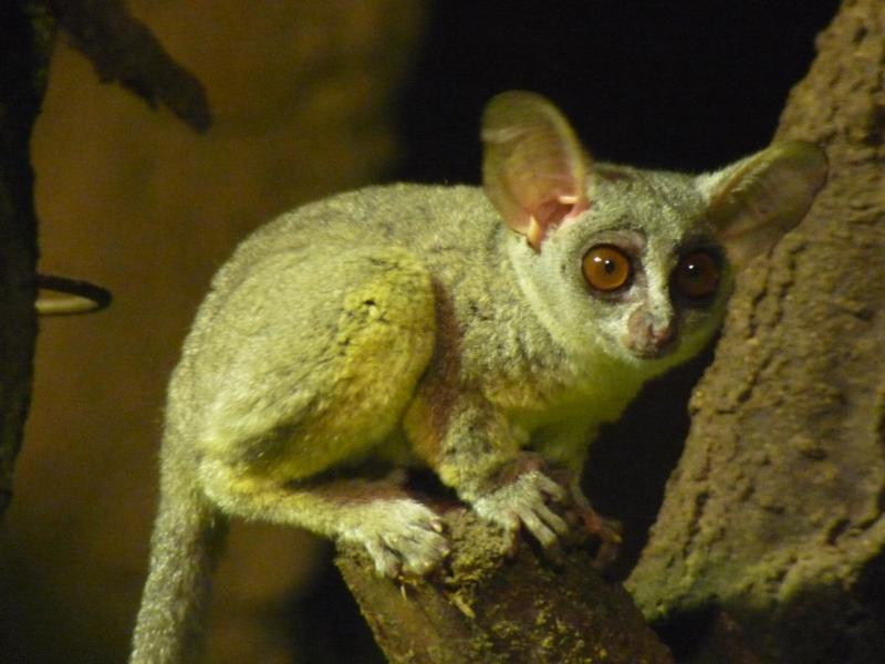 Senegal Bushbaby