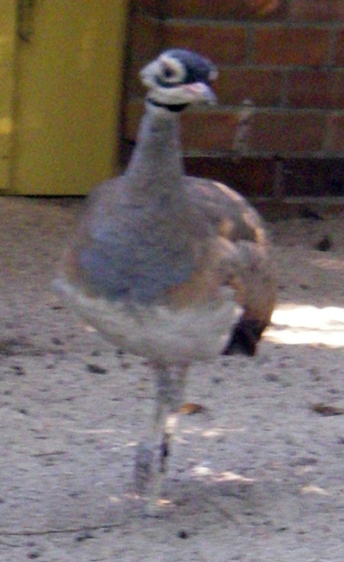 Senegal Bustard (Eupodotis senegalensis)
