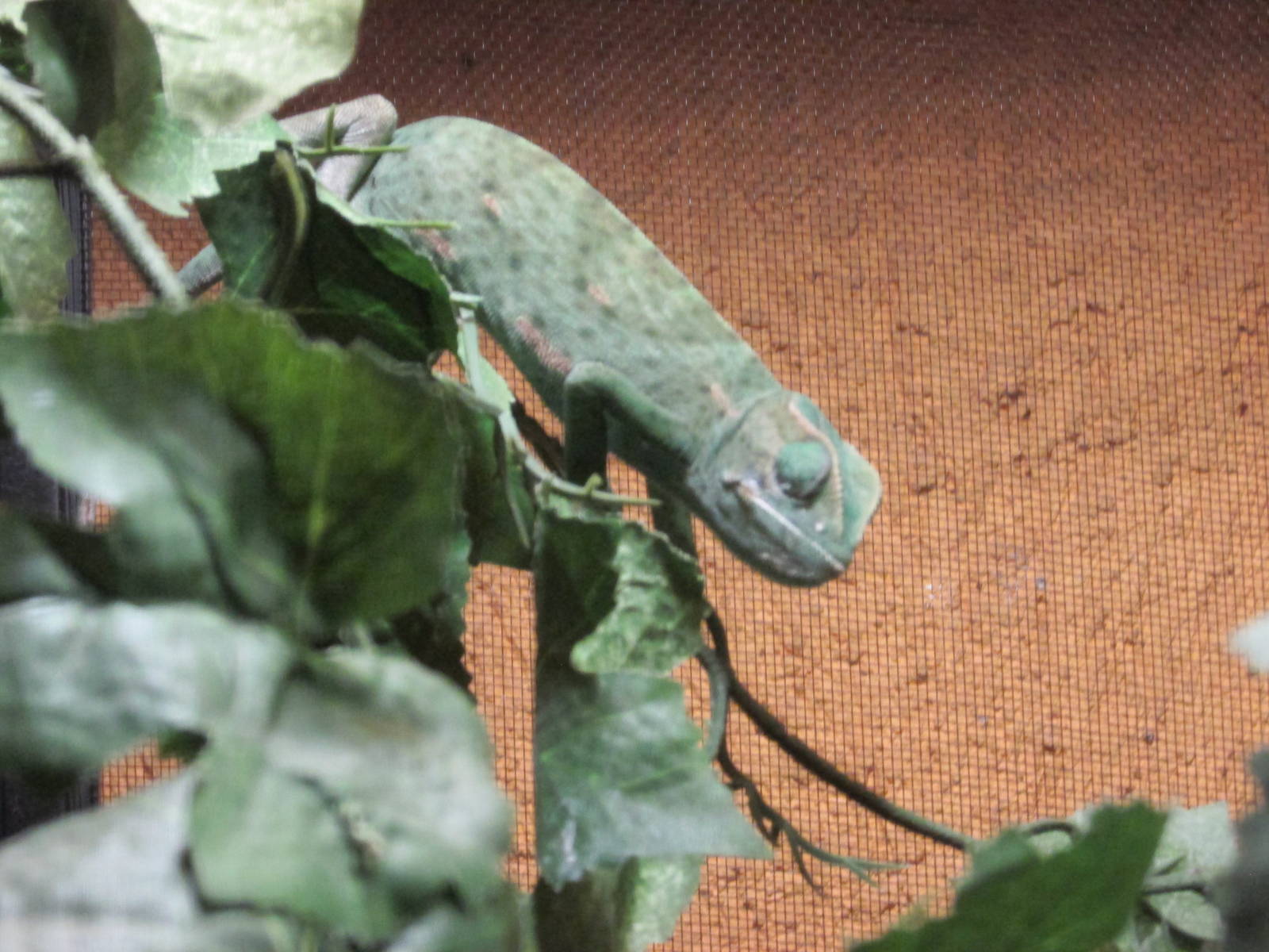 senegal chamaleon chapultepec zoo