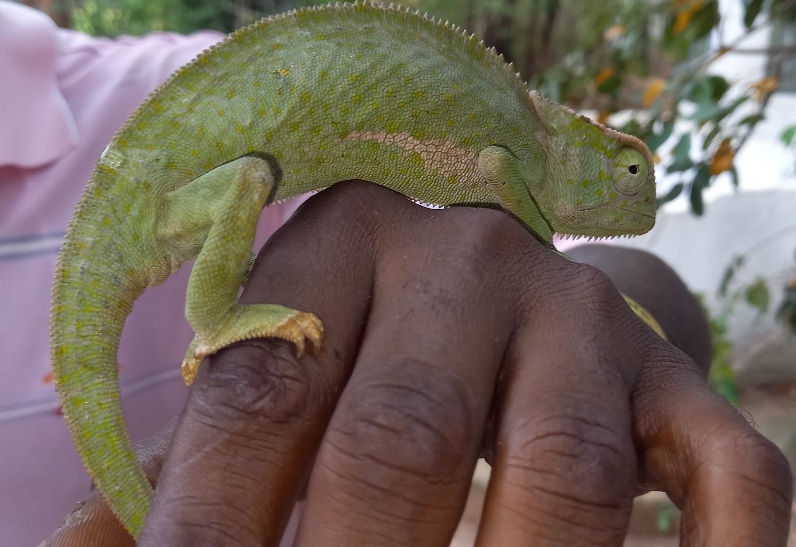 Senegal chameleon - Chamaeleo senegalensis