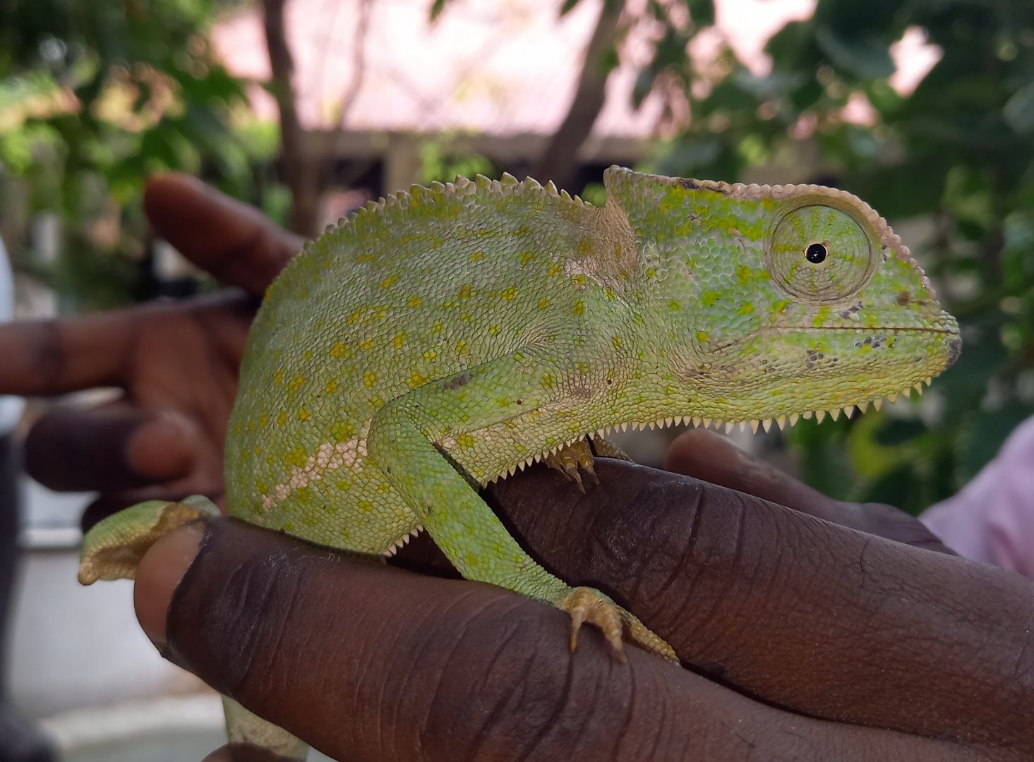Senegal chameleon - Chamaeleo senegalensis