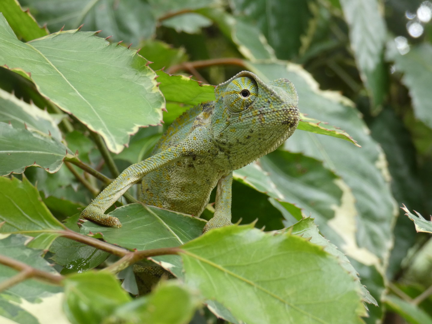 Senegal chameleon