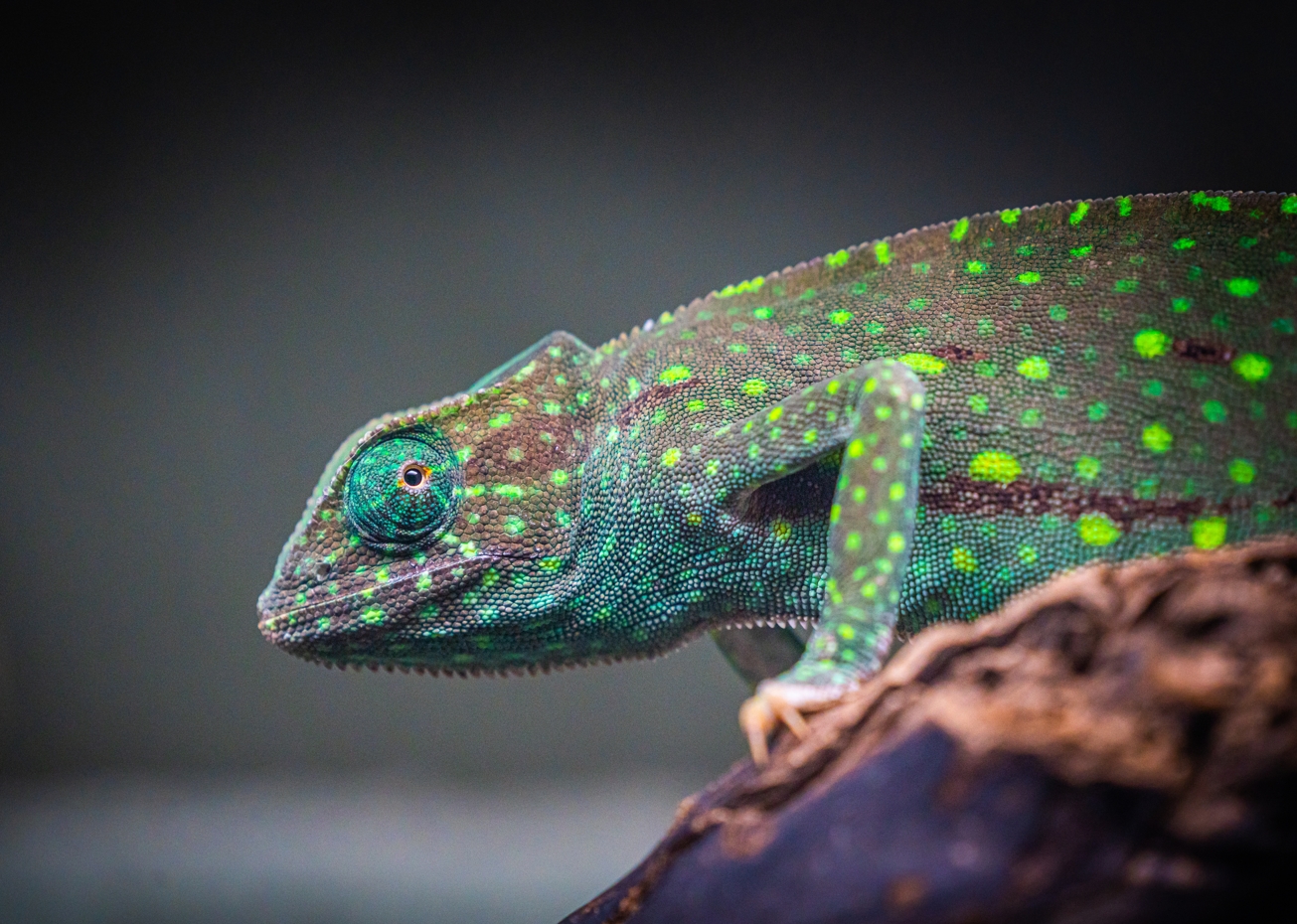 Senegal Chameleon