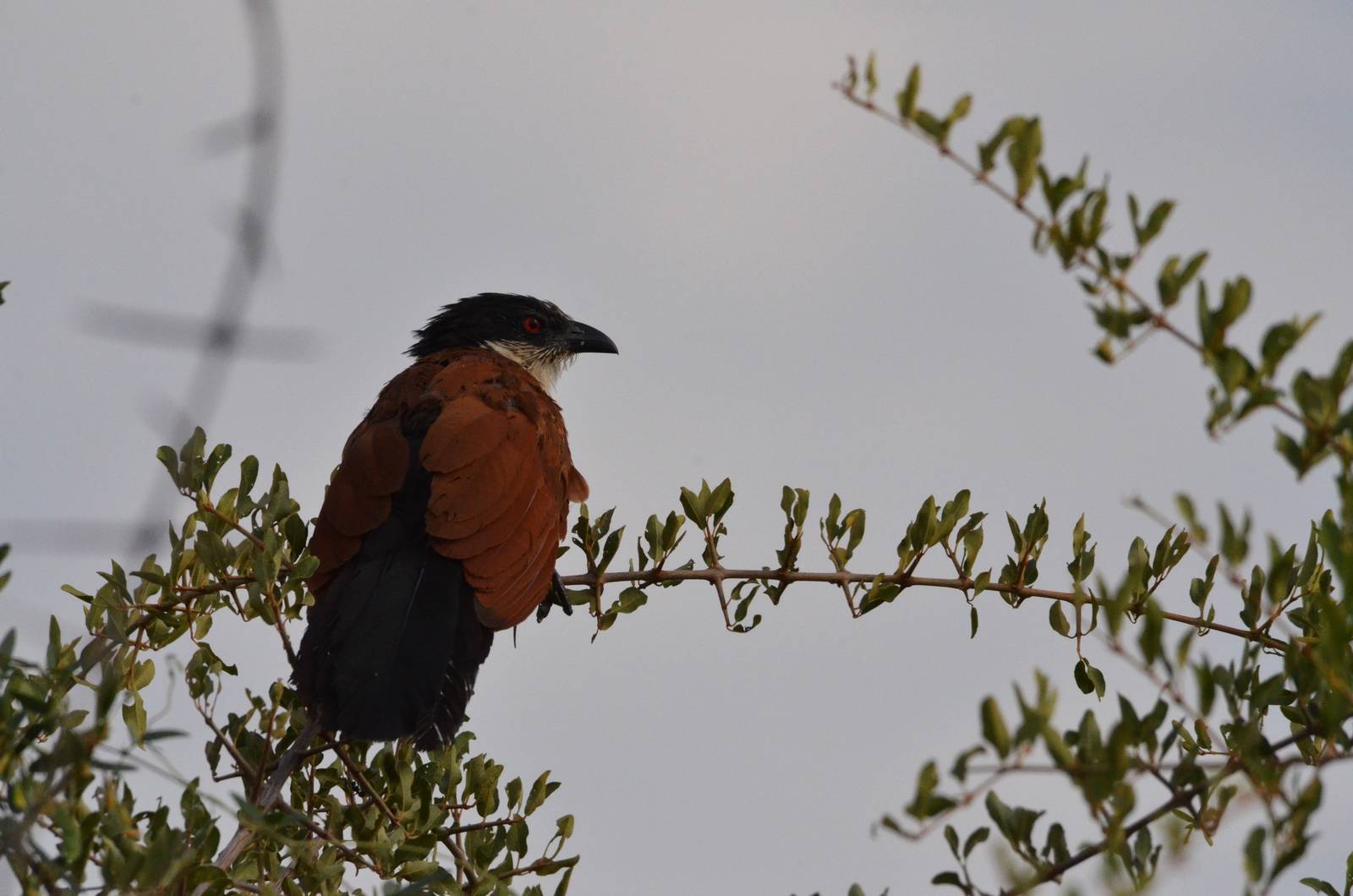Senegal Coucal, Khwai Community Area, Botswana, 24/04/16