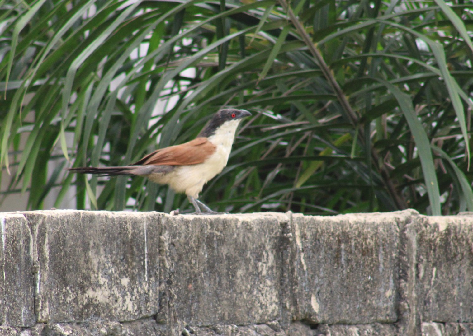 Senegal coucal