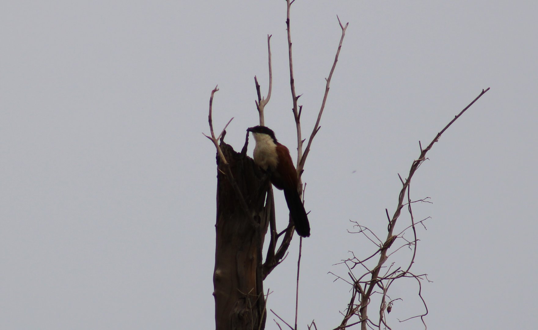 Senegal coucal