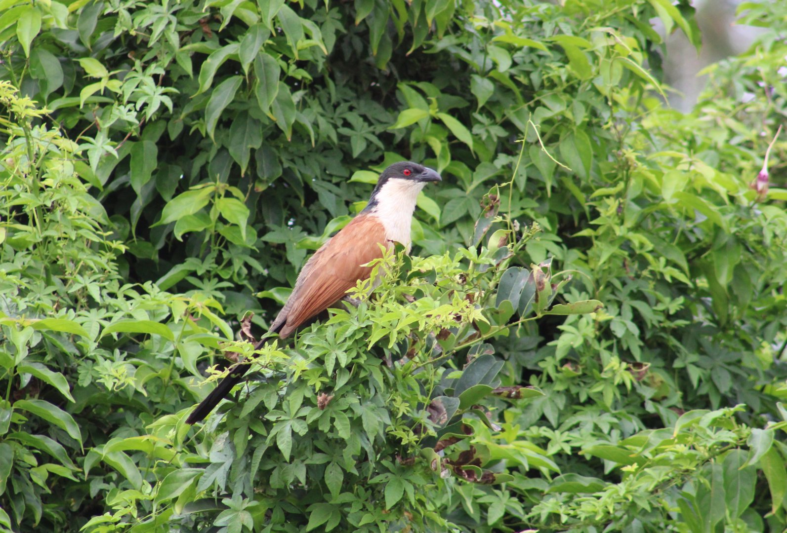 Senegal coucal