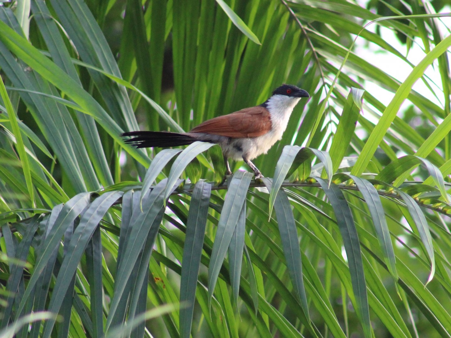 Senegal coucal