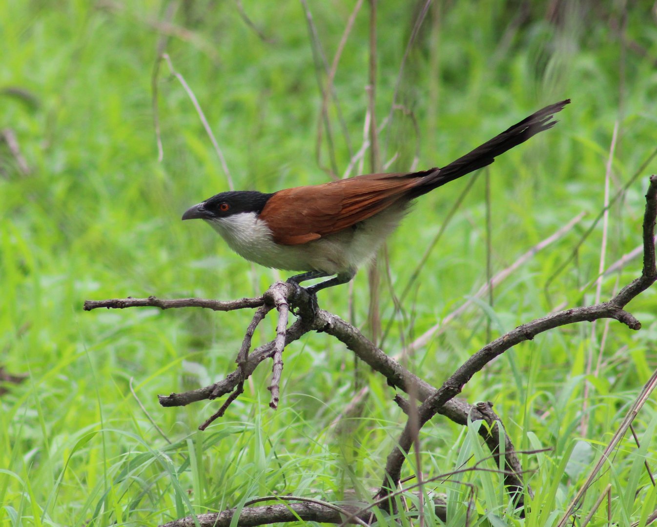Senegal coucal