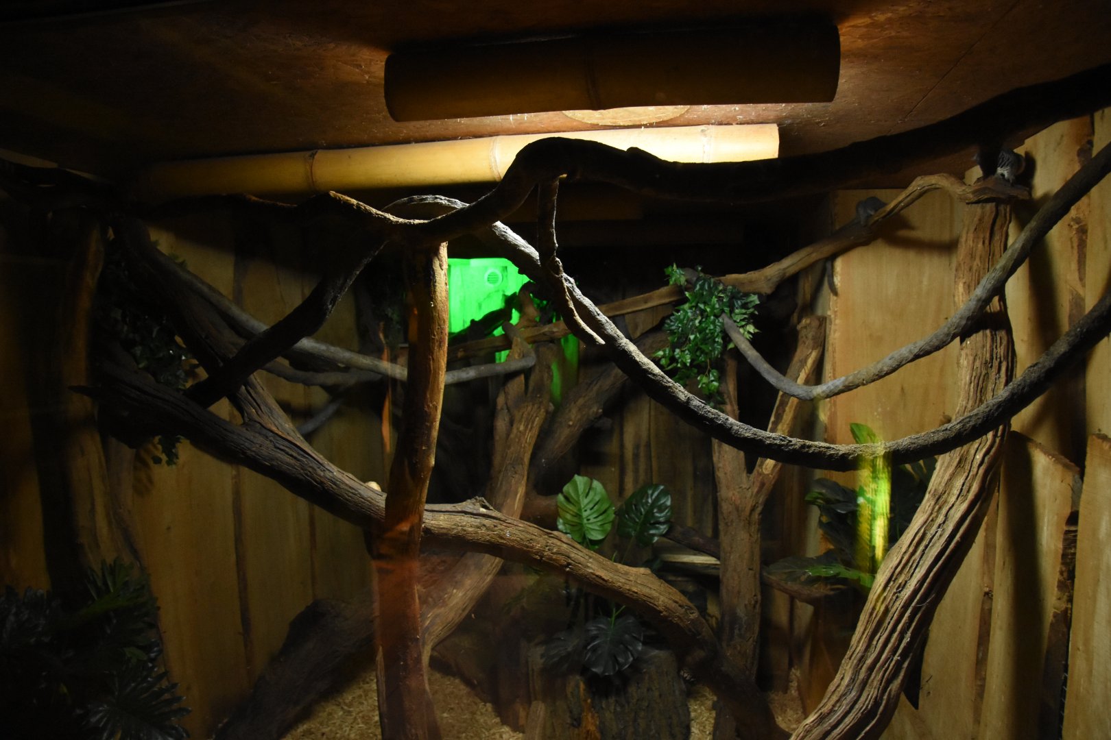 Senegal Galago & armadillo enclosure