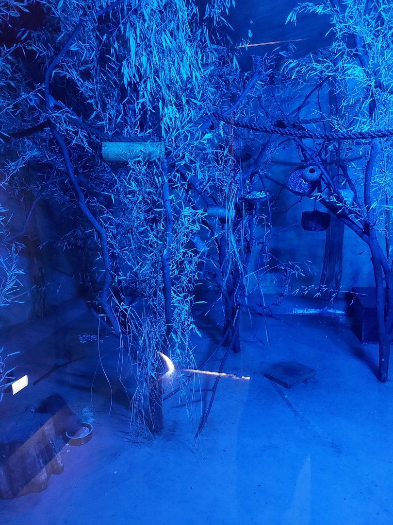 Senegal galago & brush-tailed porcupine exhibit