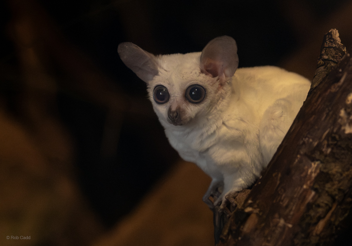 Senegal galago : Cotswold WP : 14 Mar 2025