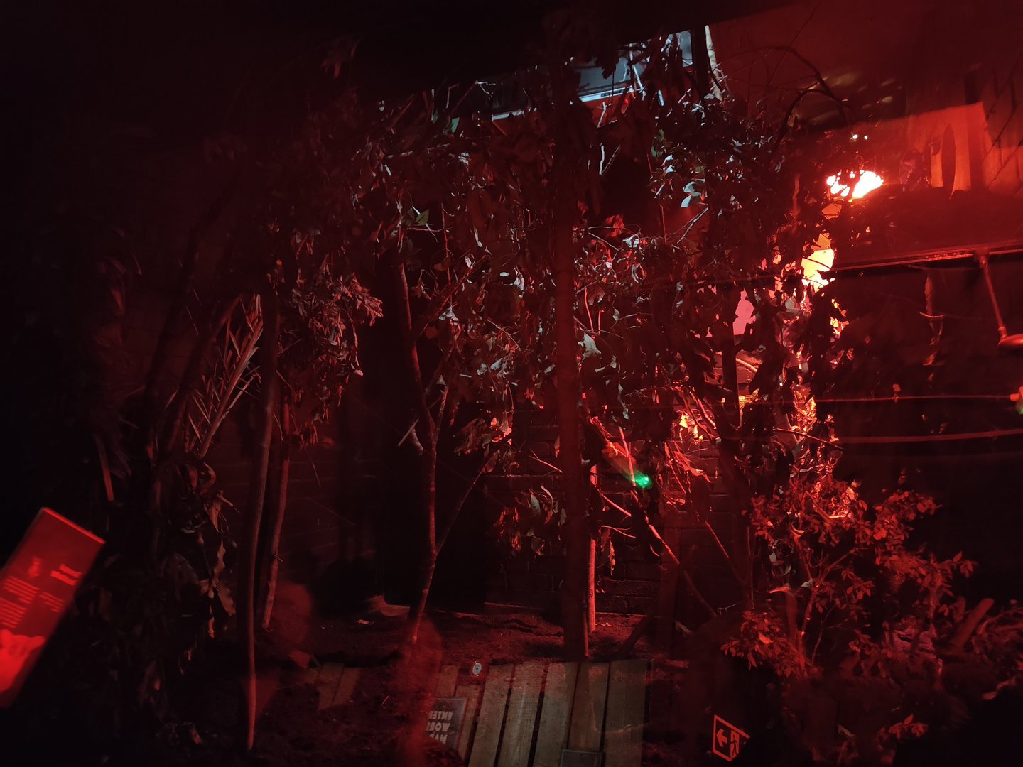 Senegal galago enclosure