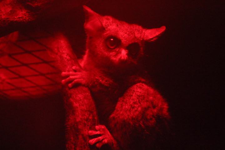 Senegal galago (Galago senegalensis senegalensis) - Suraloka Interactive Zoo