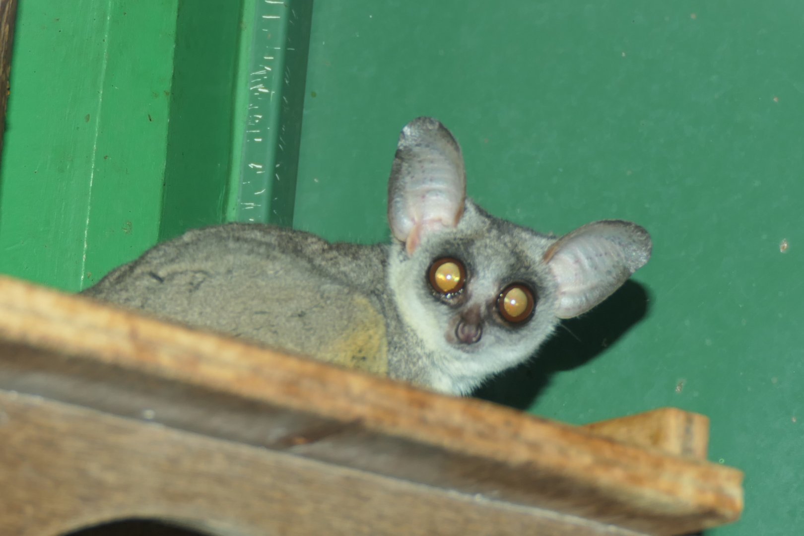 Senegal Galago (Galago senegalensis)