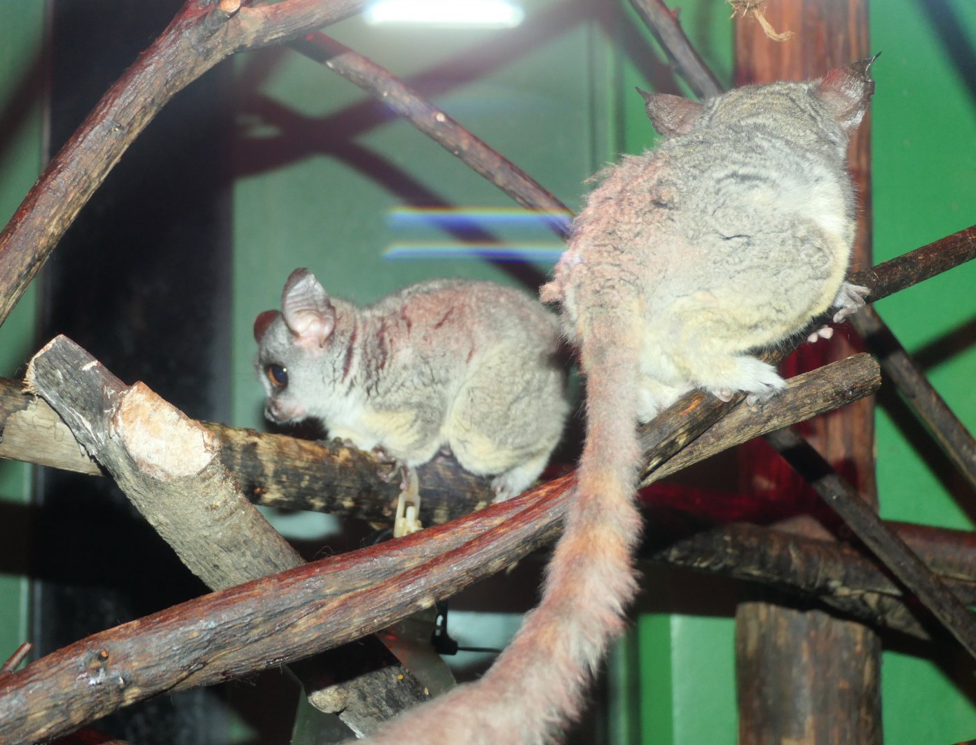 Senegal Galago (Galago senegalensis)