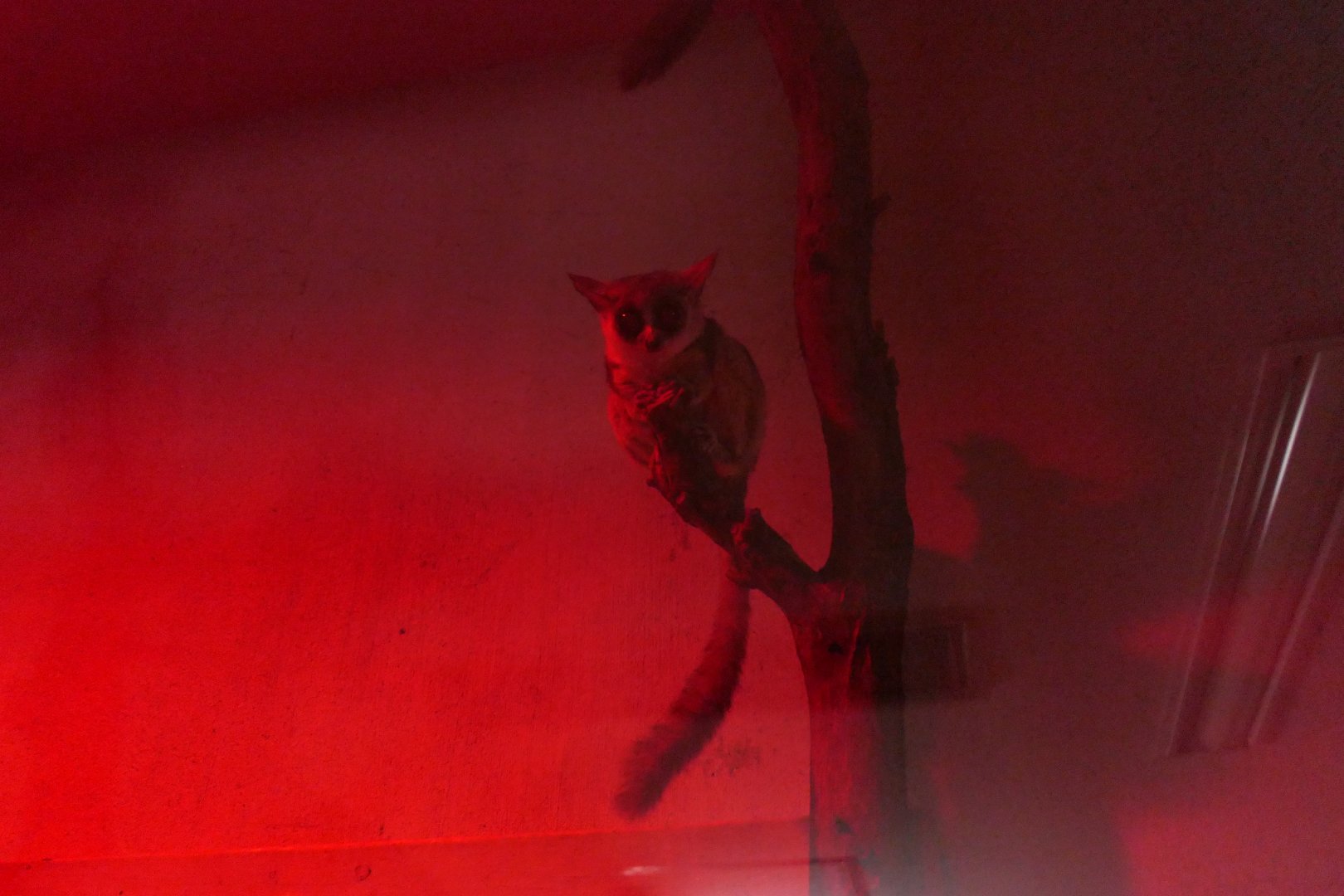 Senegal Galago (Galago senegalensis)