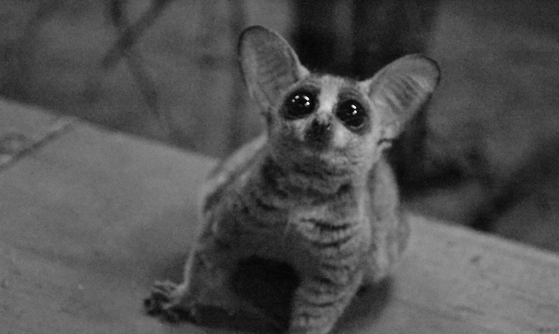Senegal galago/ Senegal bushbaby