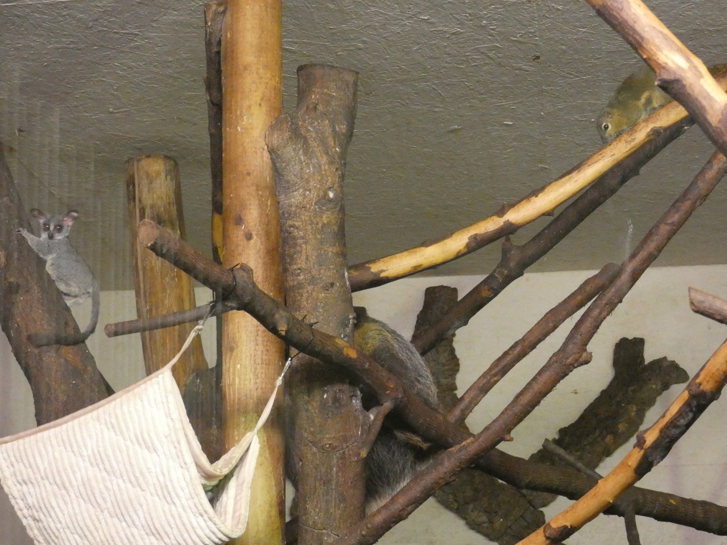 Senegal Galago, Two-toed Sloth and Plantain Squirrel