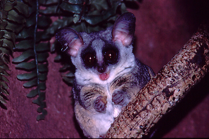 Senegal Galago