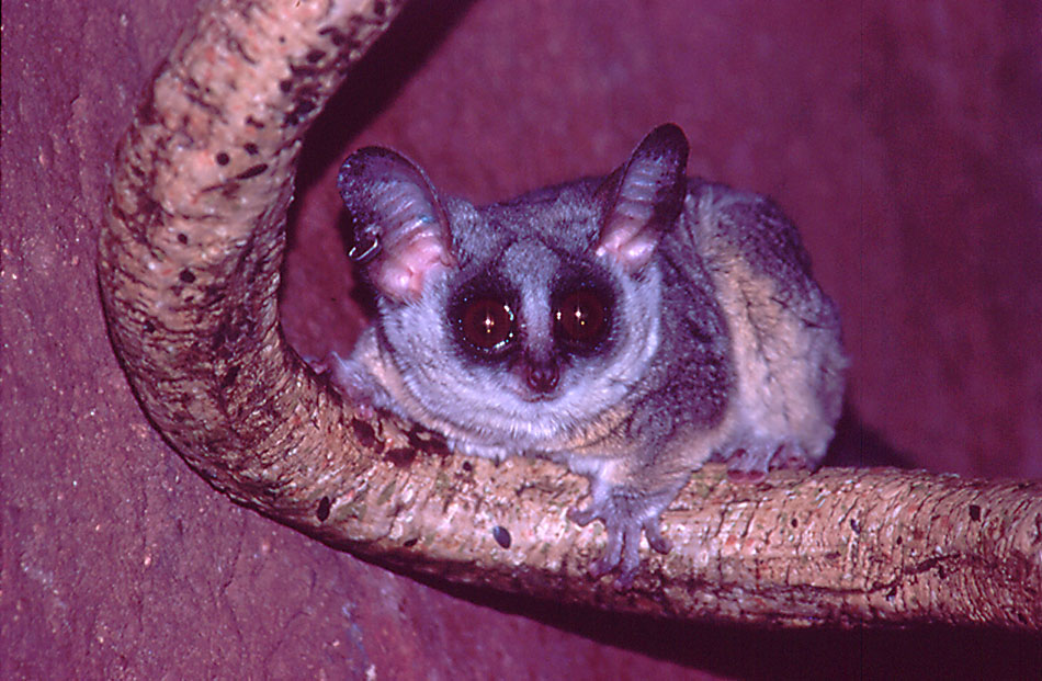 Senegal Galago