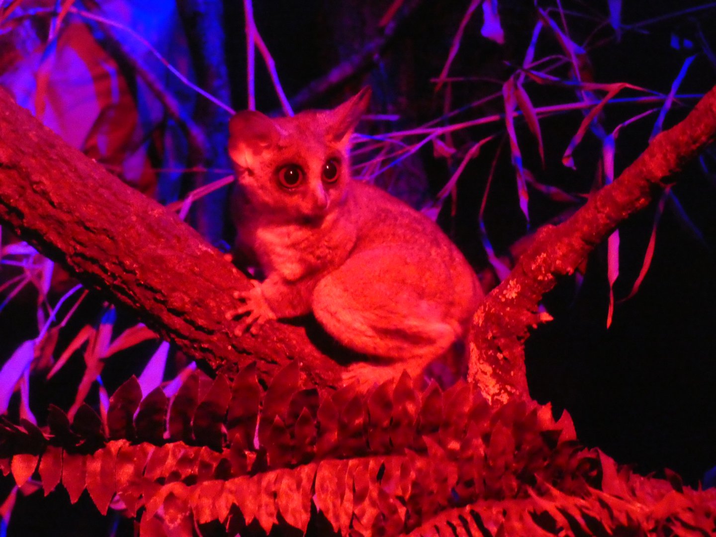 Senegal Galago
